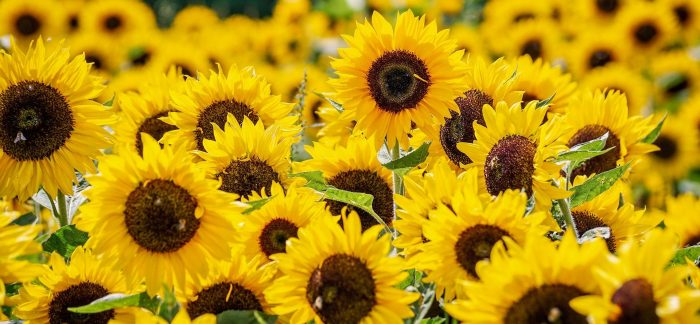 sunflowers-grosso-legnoarchitetture